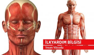  İlkyardım Bilgisi / İnsan Vücudu